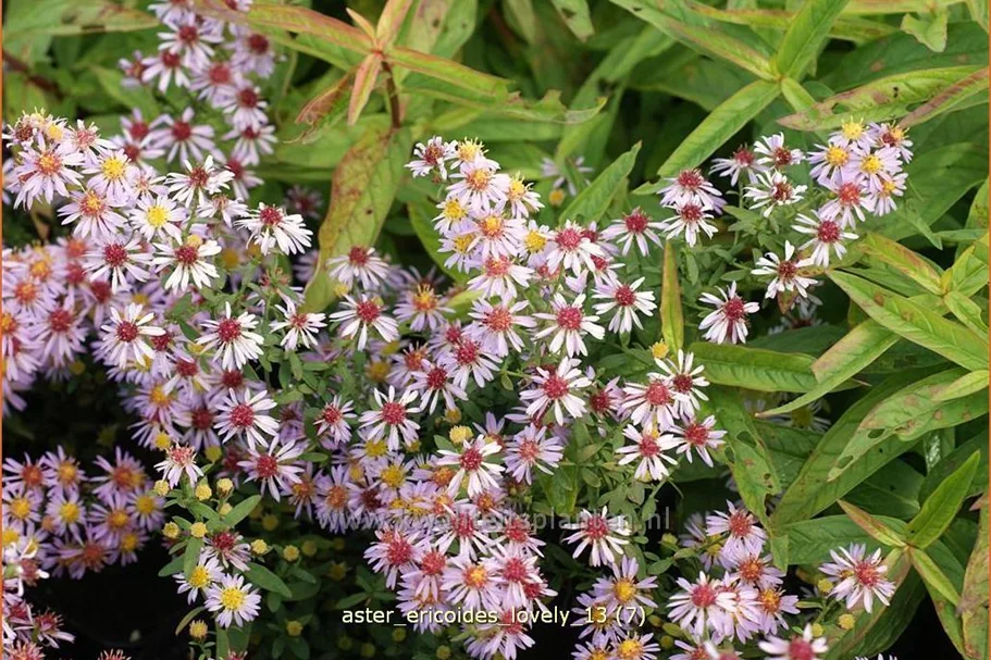 Aster ericoides 'Lovely'