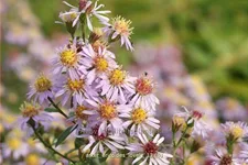 Aster ericoides 'Lovely'