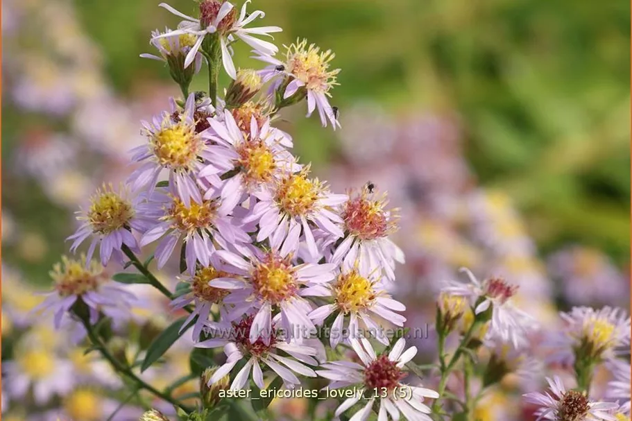 Aster ericoides 'Lovely'