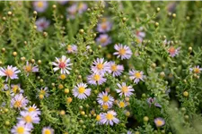 Aster ericoides 'Lovely'