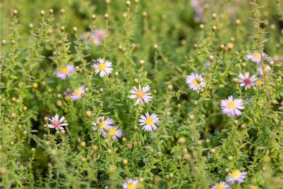 Aster ericoides 'Lovely'