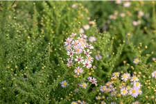 Aster ericoides 'Lovely'