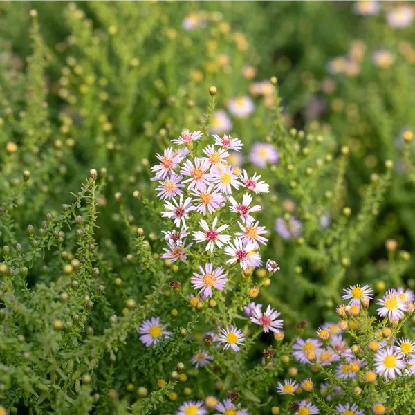 Aster ericoides 'Lovely'