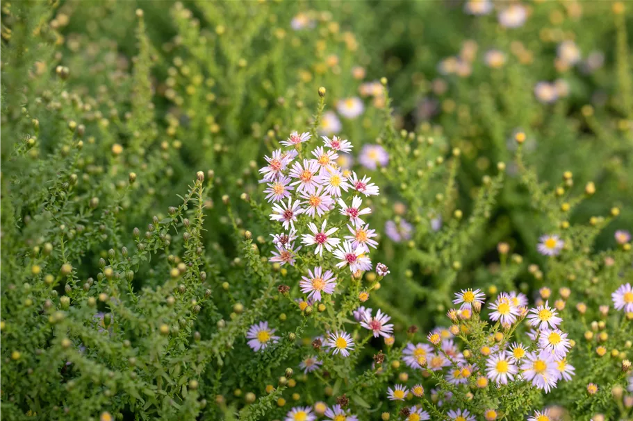 Aster ericoides 'Lovely'