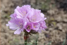 Armeria maritima 'Rosi'