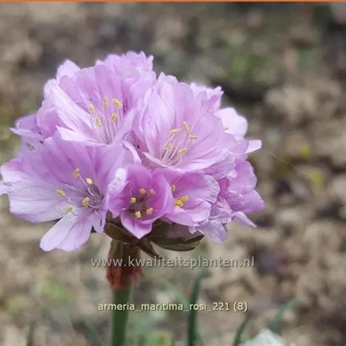 Armeria maritima 'Rosi'