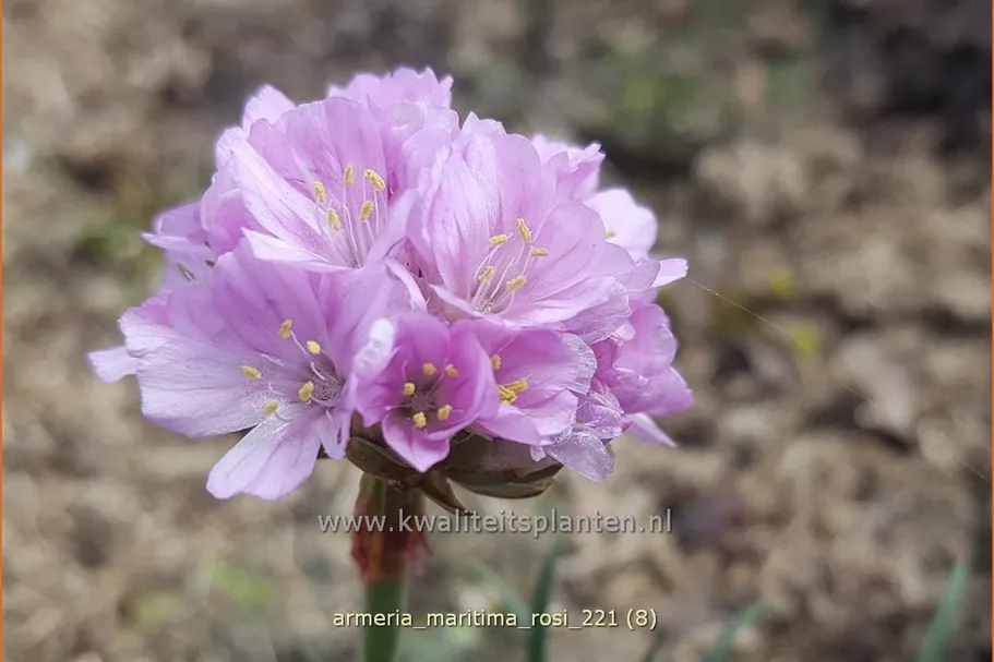Armeria maritima 'Rosi'