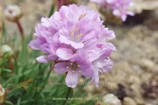 Armeria maritima 'Rosi'