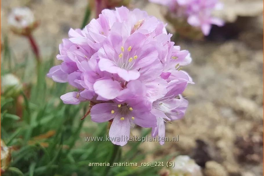 Armeria maritima 'Rosi'