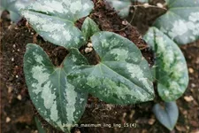 Asarum maximum 'Ling Ling'