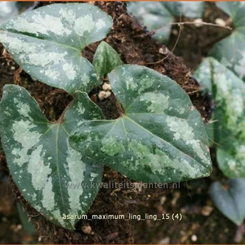 Asarum maximum 'Ling Ling'