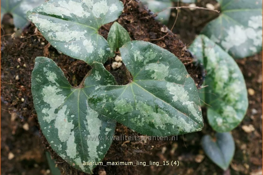 Asarum maximum 'Ling Ling'