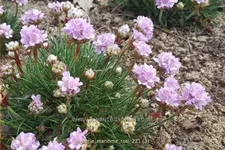 Armeria maritima 'Rosi'