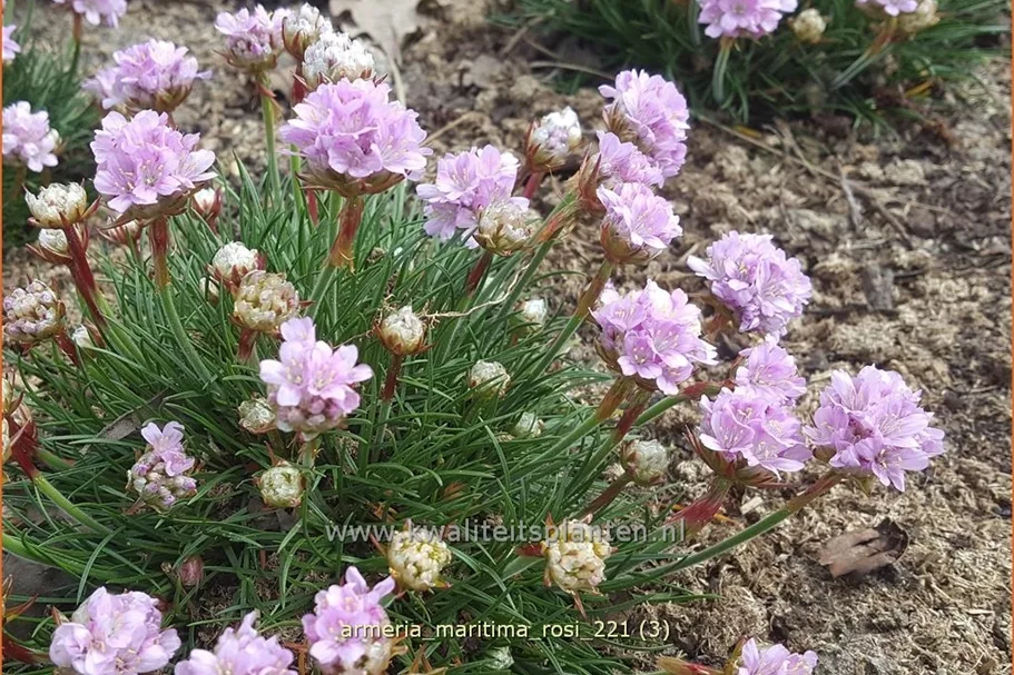 Armeria maritima 'Rosi'