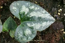 Asarum maximum 'Ling Ling'