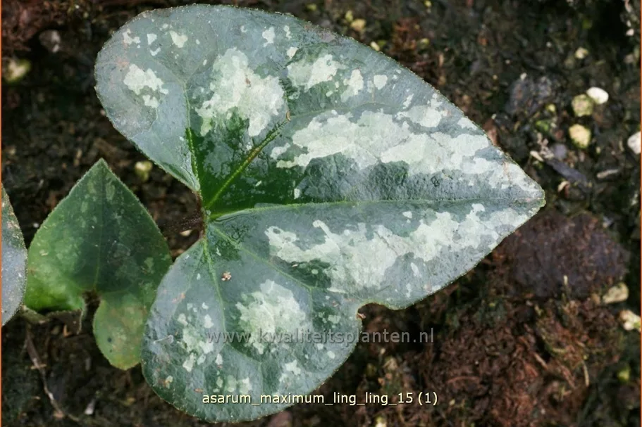 Asarum maximum 'Ling Ling'