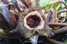 Asarum splendens