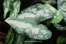 Asarum splendens