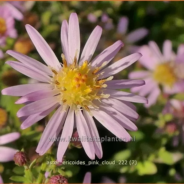 Aster ericoides 'Pink Cloud'