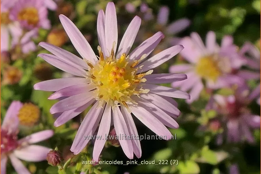 Aster ericoides 'Pink Cloud'