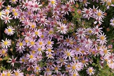 Aster ericoides 'Pink Cloud'