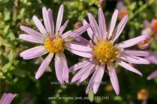 Aster ericoides 'Pink Cloud'