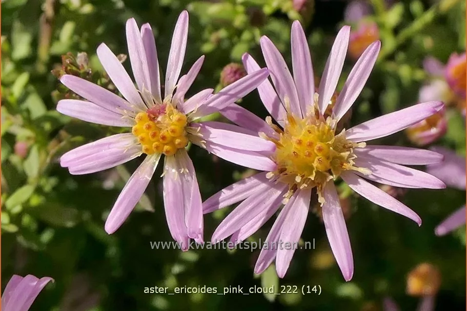 Aster ericoides 'Pink Cloud'