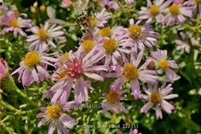 Aster ericoides 'Pink Cloud'