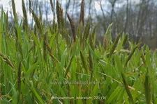 Anthoxanthum odoratum