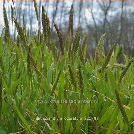 Anthoxanthum odoratum