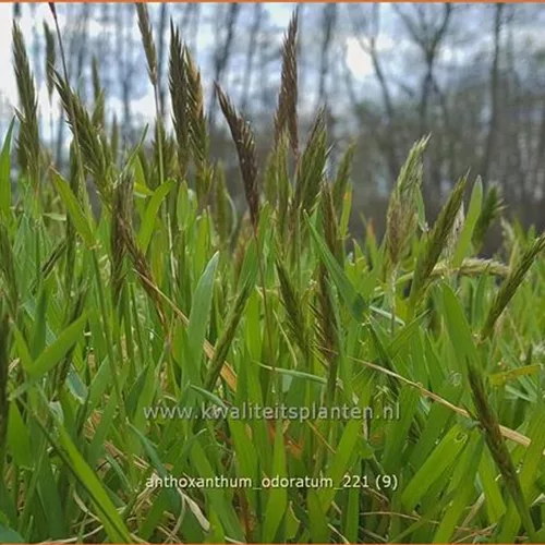 Anthoxanthum odoratum