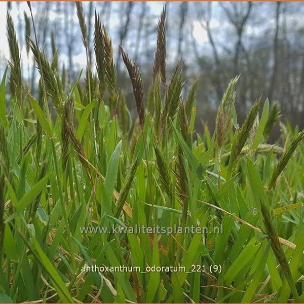 Anthoxanthum odoratum