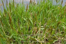 Anthoxanthum odoratum