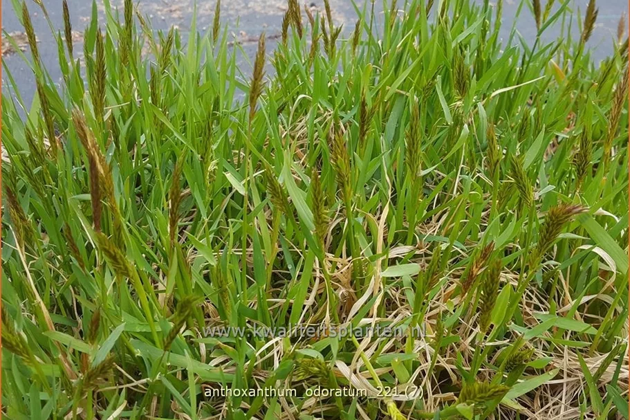 Anthoxanthum odoratum