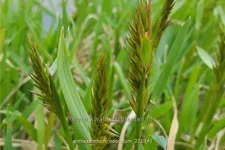 Anthoxanthum odoratum