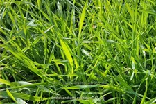 Anthoxanthum odoratum