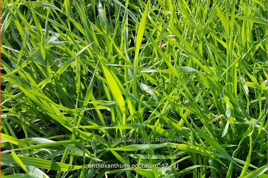Anthoxanthum odoratum