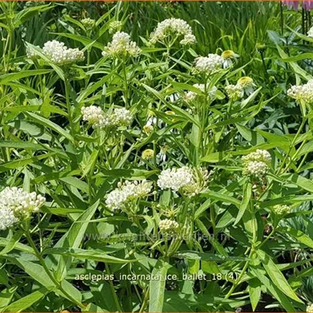 Asclepias incarnata 'Ice Ballet'