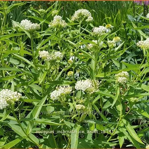 Asclepias incarnata 'Ice Ballet'