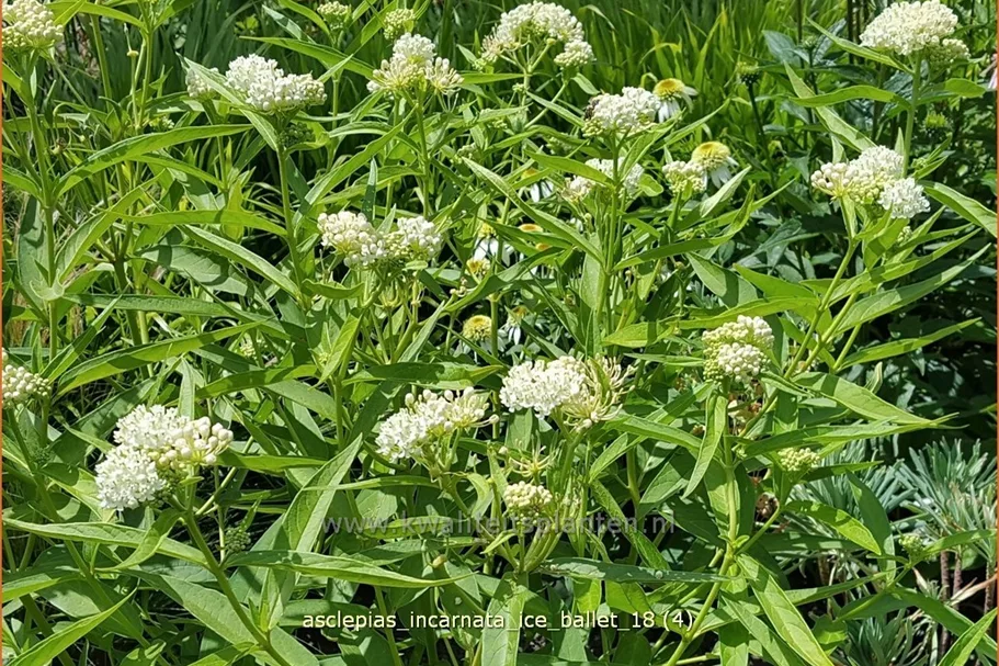 Asclepias incarnata 'Ice Ballet'