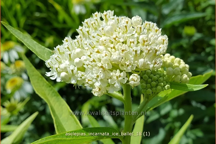 Asclepias incarnata 'Ice Ballet'