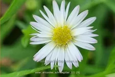 Aster ericoides 'Schneegitter'