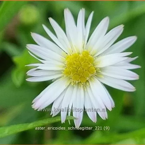Aster ericoides 'Schneegitter'
