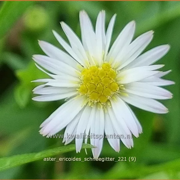 Aster ericoides 'Schneegitter'