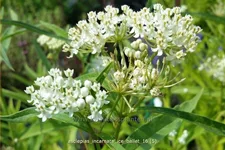 Asclepias incarnata 'Ice Ballet'