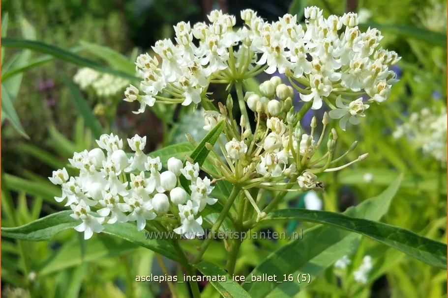 Asclepias incarnata 'Ice Ballet'