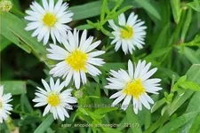 Aster ericoides 'Schneegitter'