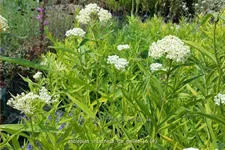 Asclepias incarnata 'Ice Ballet'