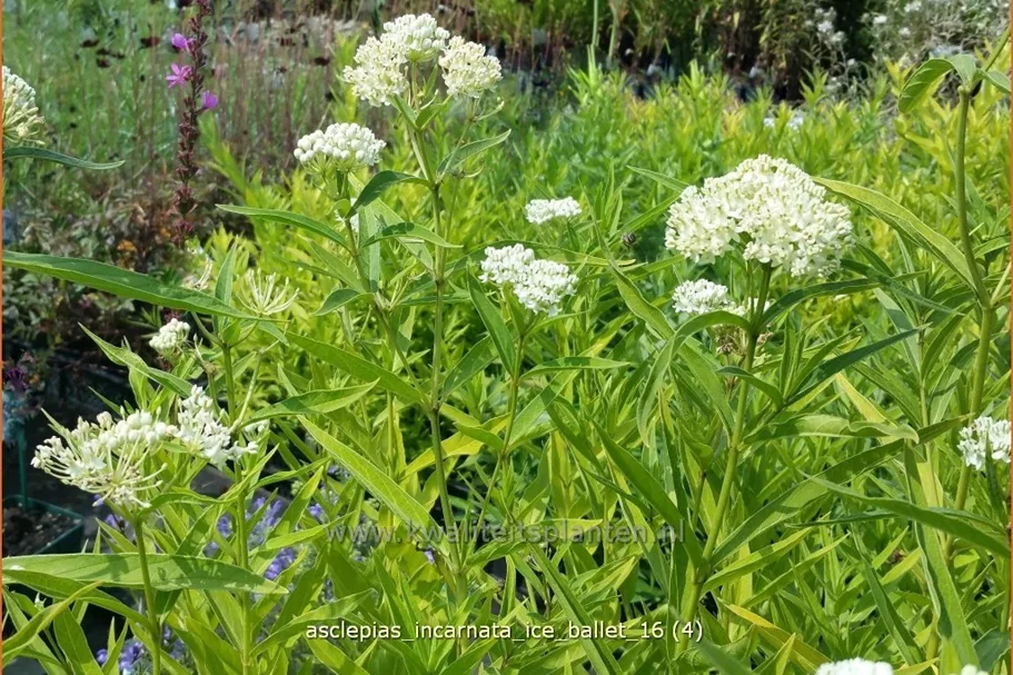 Asclepias incarnata 'Ice Ballet'