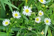 Aster ericoides 'Schneegitter'